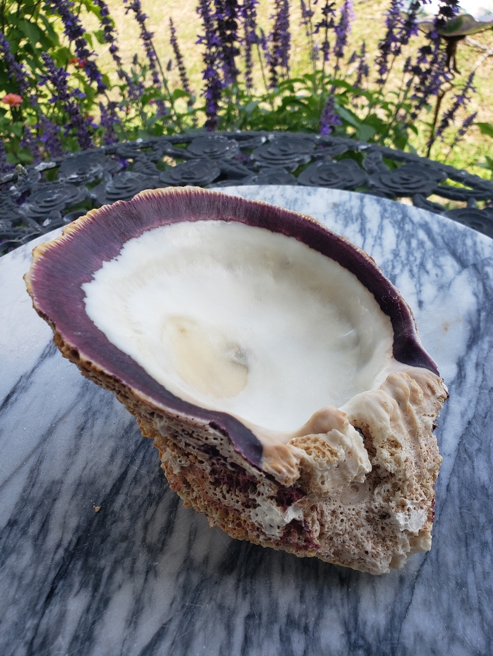 Vintage Purple Oyster Shell